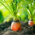 Organic Carrots. Carrot Growing Closeup