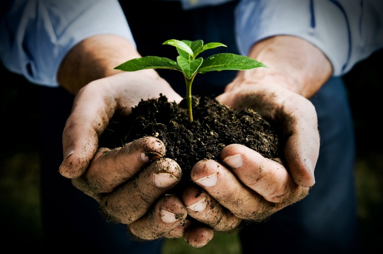 Farmer hand holding a fresh young plant. Symbol of new life and environmental conservation