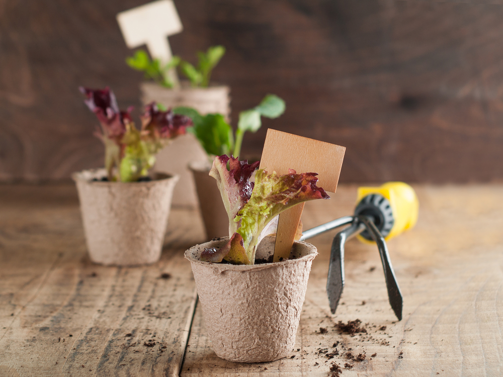 Vegetable seedlings on wooden table, selective focus.