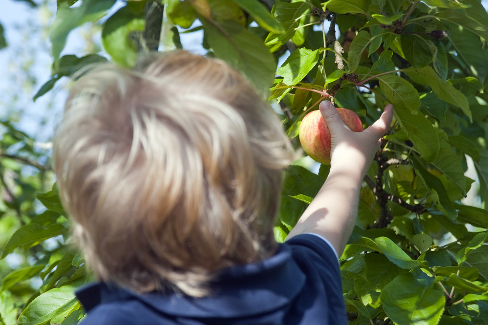 Young boy picking an apple from an apple tree in an orchard during harvest time. Focus on hand and apple