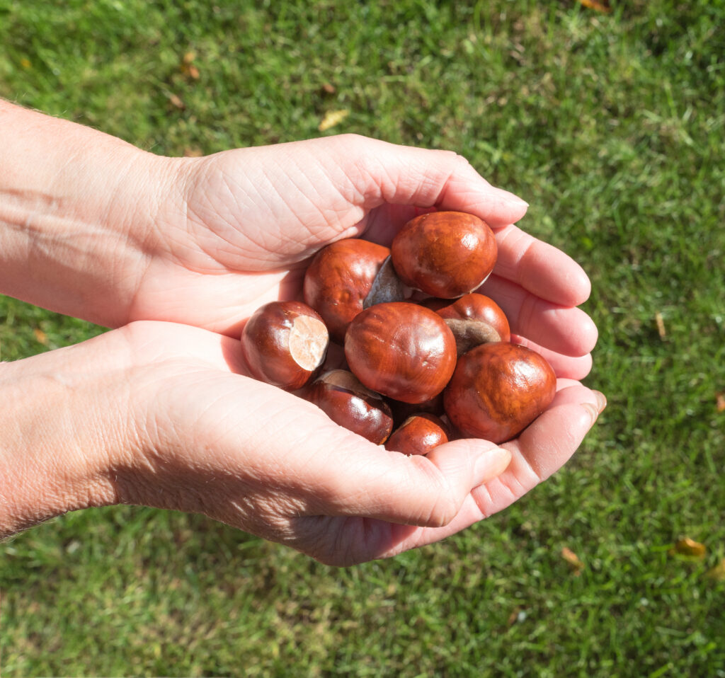Holding a handful of fresh Conkers.